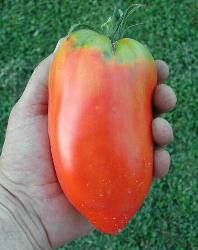 Pomodoro corno delle - corno,