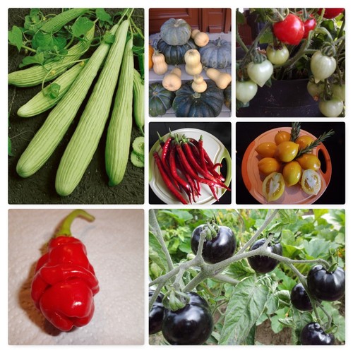 Pomodori cetrioli peperoncino