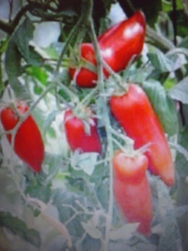 Pomodoro corno delle ande - pomodoro,