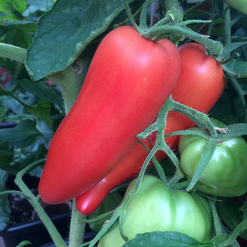 Pomodoro bottiglia corno - bottiglia,