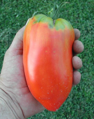 Semi pomodoro corno - pomodoro, ande