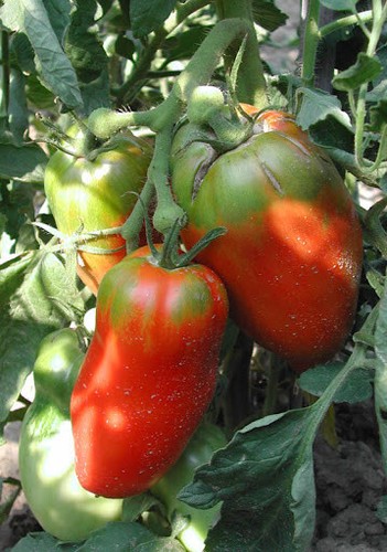 Pomodoro corno delle - pomodoro,