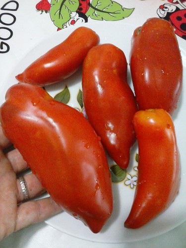 Pomodoro corno delle - delle, ande