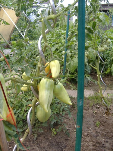 Semi pomodoro andenhorn - 10, di